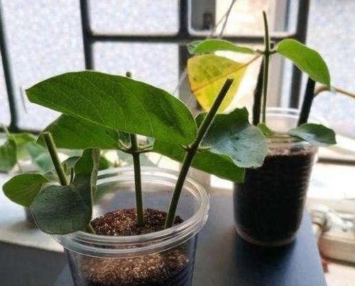  『早日』如何扦插花草能早日生根发芽？自制2种生根水，经济实用效果
