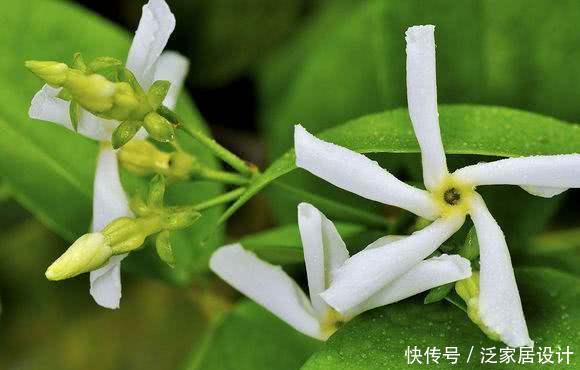  「日常」风车茉莉花朵非常像风车，日常养护风车茉莉有哪些技巧？