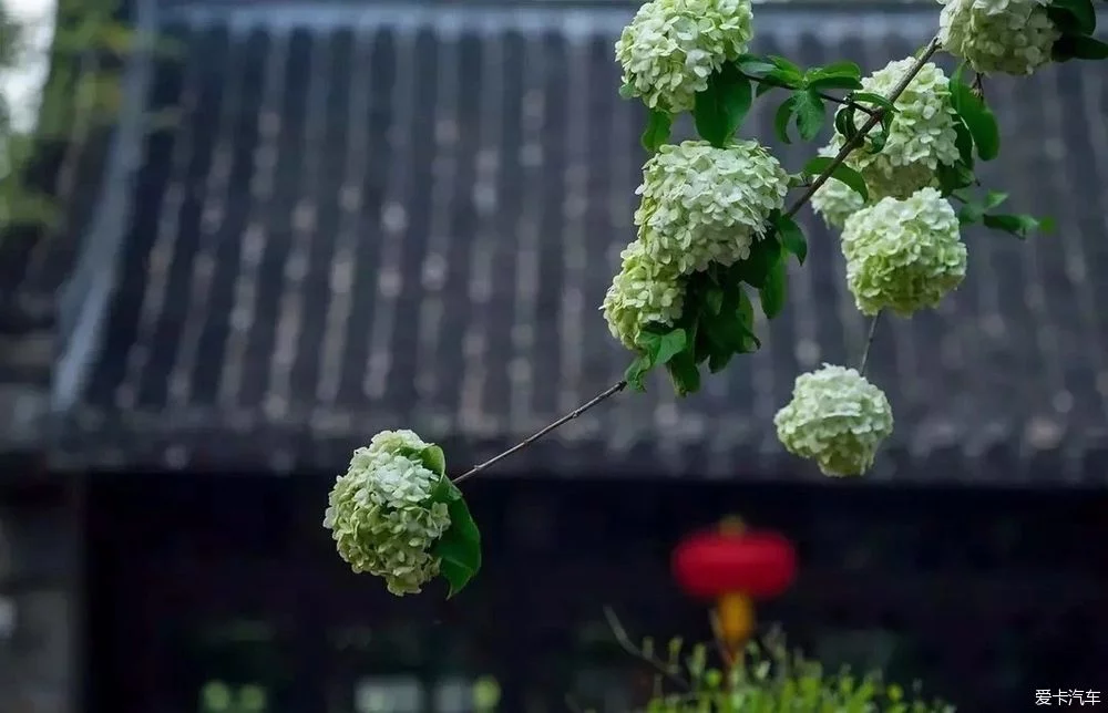 我本想去这个地方散散心,感受大好春光