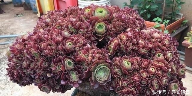 『品种』给多肉植物砍一刀,一株变多株,花盆都装不下了!