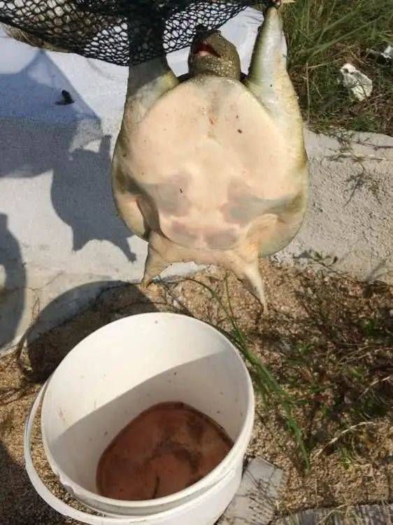  「饲养的甲鱼」一种历史悠久，技术含量很高的甲鱼钓法，如今只留在记忆里