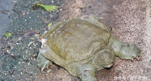  「依据」农村老人经常讲“上山甲鱼，下山野鸡不能碰”，有什么