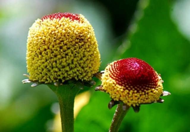  「纽扣」开花像纽扣又像糖果的桂圆菊，播种前后做好5点，开花鲜艳奇特