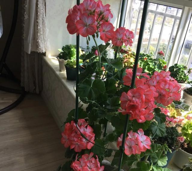 #图片作者#有一颗爱花的心,就算只有个封闭小阳台,也能养出一片花海!