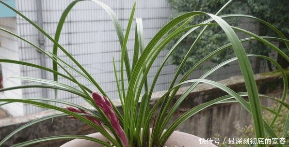 农村山上有一种植物, 一棵价值上千, 认识了下次就不要错过了