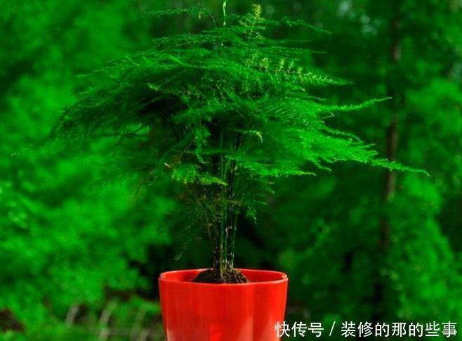 寓意|此花寓意君子之交,友情长久,放在门口,有客似云来的寓意