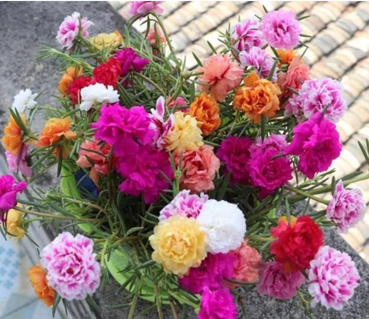  『有花赏』4种花是“开花高手”，开花多，开花长，养2盆“四季”有花赏！