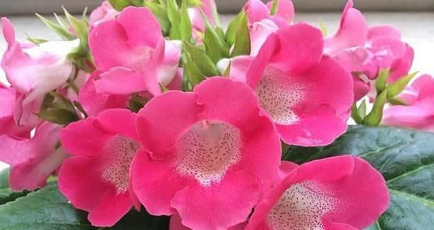  [漂亮]4种懒人“花”，漂亮花期长，耐阴又耐旱，好养易爆盆