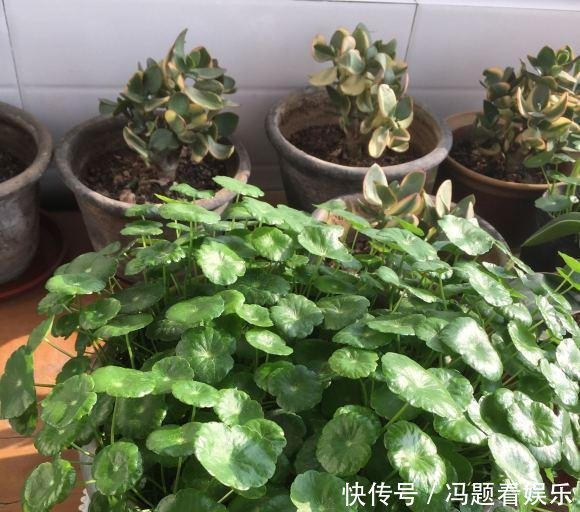  [花盆]河边捞点铜钱草，“半水半土”养，30天迅速长满花盆，贼好养