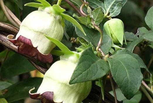 山林里无人问津的野草,农村称为“山海螺”,殊不知根部价值高！