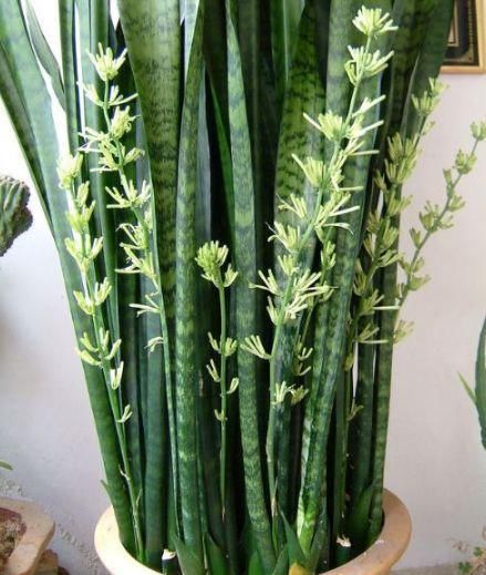  人都喜欢■养花高手，能把普通的植物“养开花”，比如虎皮兰、富贵竹、玉树