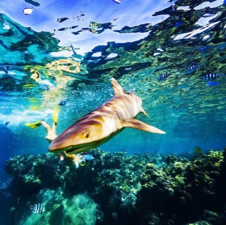 全球唯一没有癌症的国家！跨双时空！比马代便宜，比塞班纯净...