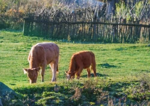 陕西深山藏着个“天然牧场”,风吹草低见牛羊,宛如世外桃源