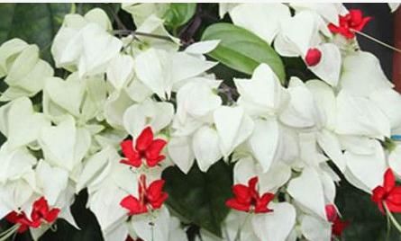  『花型』喜欢菊花，不如养盆“珍品名菊”，花型饱满，花朵艳丽缤纷