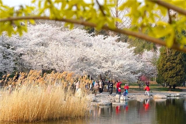  【北京】北京玉渊潭公园早樱盛开 游客分散赏花