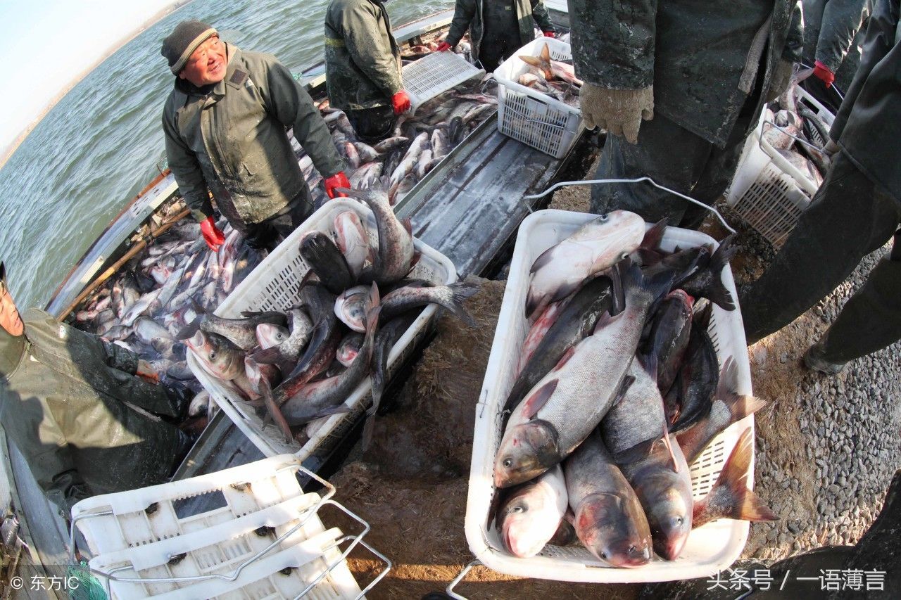 当下农村最火的养殖业,很有发展前景!