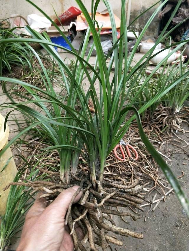  [保存]盛花期的兰花能下山吗，盛花期的兰花下山后怎么养护保存活