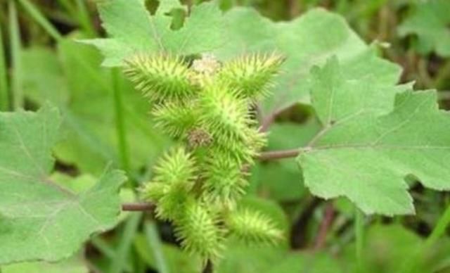  『杂草』农村4种“野草”，农民眼中的杂草，老中医却当成稀世宝，珍贵