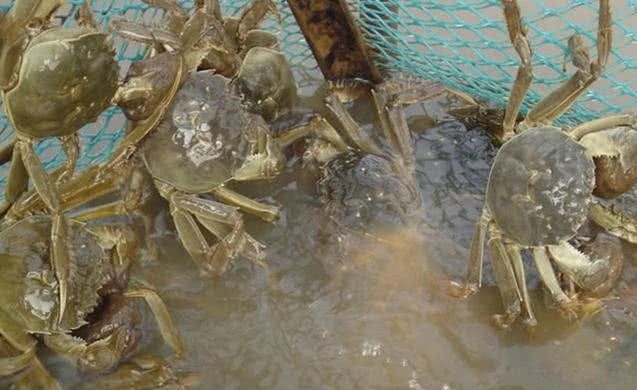 农村正在消失的7种“野味”，如今越来越少了，图6一捡就是一窝