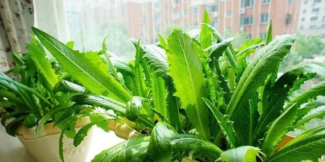  「营养」六种在家就可以种的菜，阳台种几盆，漂亮好吃有营养！