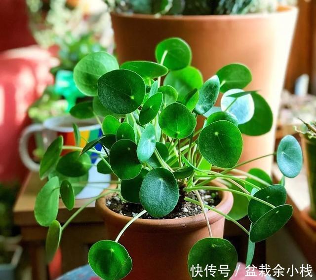 『路边』爆红的镜面草,中国没人要的路边花,国外竟然抢着种,可流行了