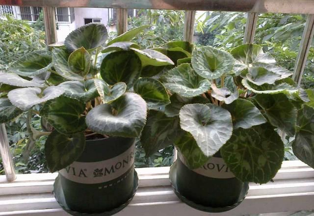  『花儿』谁说开花期间不施肥？这花偏要在花期施肥，不然花儿早早就谢了！