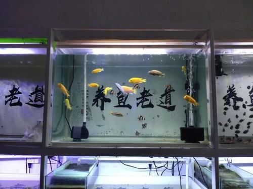  #养鱼老道#观赏鱼长期在鱼缸下水处徘徊、聚集，这是很危险的，可能死鱼