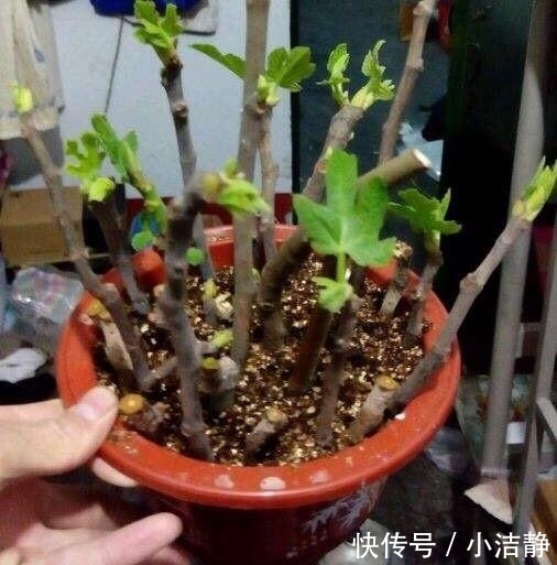  「观叶」路边4种树，遇见别错过，掰个叉就生根，观叶赏花还好吃