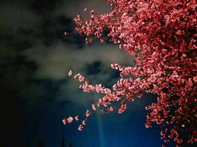  「暗夜」暗夜幽灯下的迷醉