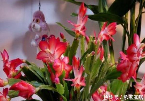 #室内#4种花是“细菌”的克星,室内养一盆,招财进宝,增添生机活力