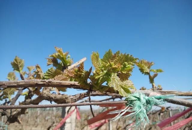  『热火朝天』四月，吐鲁番一片热火朝天