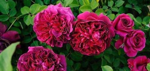  『能养』这花很好看，院子阳台都能养，2年长一片，见的人都拍照发朋友圈