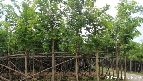  中国|中国最“珍贵”的树，以前被当柴火烧，如今1公斤卖9000元