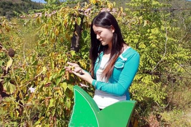 农村又一“新兴”奇异宝树，根、茎、叶都是良药，果卖50元一斤!