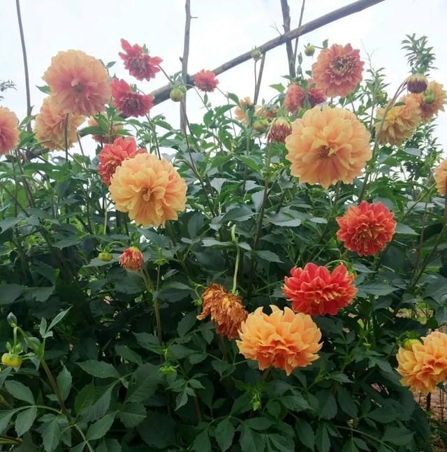  『龙沙宝石』家有露台庭院，五种花选择2、3种，开花一夏天，爬满围墙开满阳台