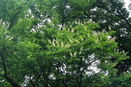  『翠色』翠色参天叶七出，这样的虎跑清新又灵动~