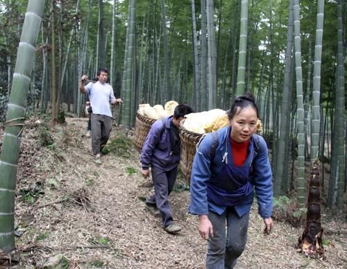 为什么老一辈人常说：竹子开花，马上搬家？真有那么可怕吗？