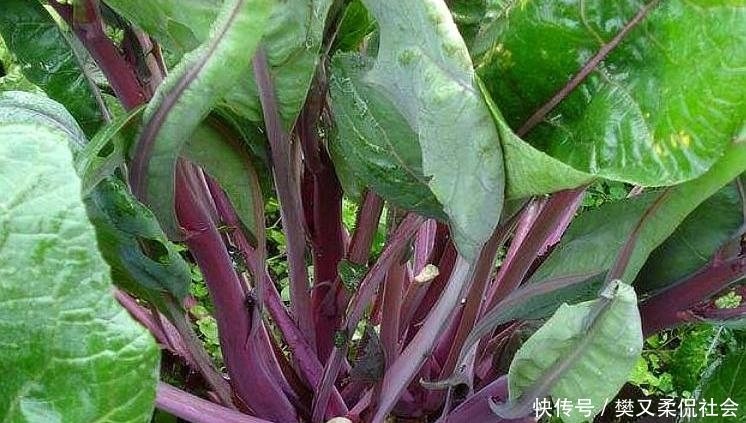  「南方」农村一种蔬菜只在南方生长，现一斤6元，成蔬菜中名副其