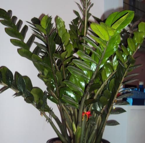  发芽：1片叶子扔土里，生根发芽成多盆，这几种花你家有吗？
