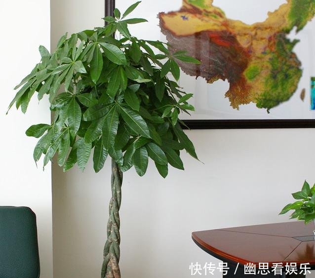 「常给叶片喷」客厅养花,选这几种的都是聪明人,时尚大气,旺人又聚财