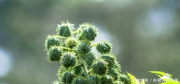 农村人只知道这种植物可以卖钱，却不知它可以救命！