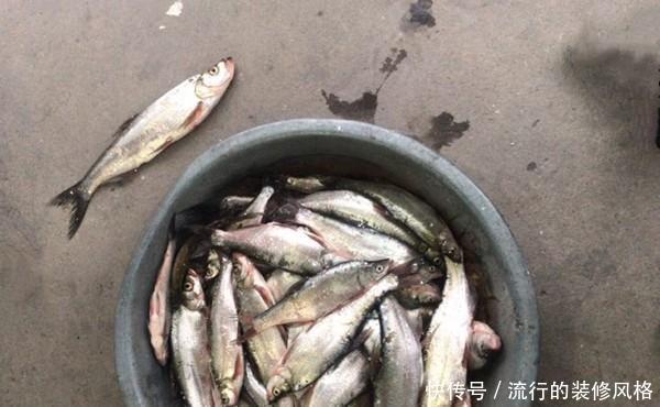 「试试」手竿钓翘嘴的三种方法,除了飞铅钓,还可以试试这两招!