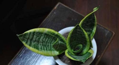  『花盆』土豆嫁接西红柿，花盆长满土豆，枝上挂满西红柿，换着吃，特新鲜