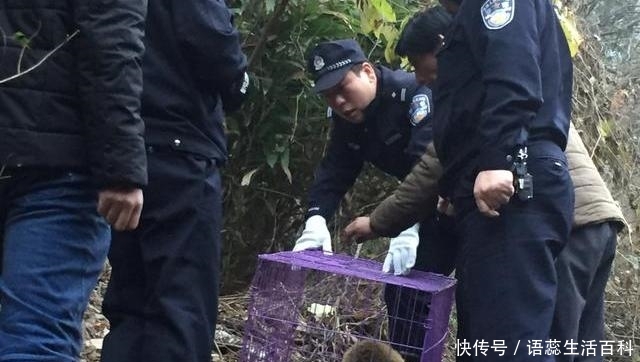  罂粟@农村这3种“行为”已不被允许，属违法行为，找村干部也不