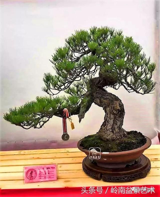 松树盆景，怎样才能算上品？