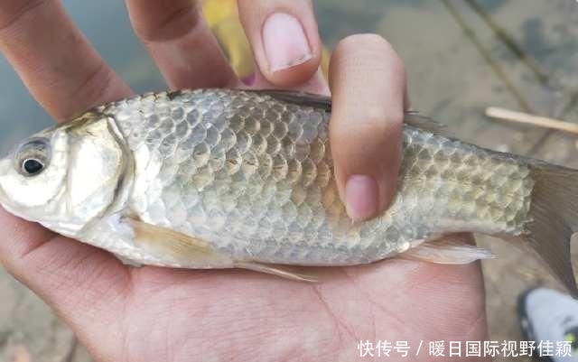 『气温突降』近几日天气突变!水温降、产卵停,重返大鲫、大鲤垂钓黄金期