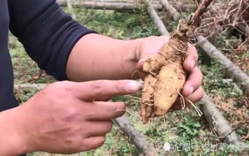  四叶参■此为“四叶参”，根要100元一斤，竹林很多，见到别除掉