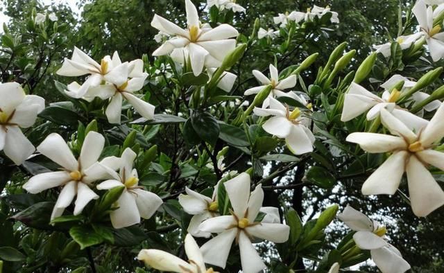 「栀子花」茉莉花、栀子花生长“慢吞吞”,7天浇杯“尿”,蹭蹭长!