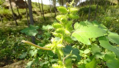  『苍耳』农田的一大害草，农民见到就铲除，殊不知是祛湿疹的“高手”