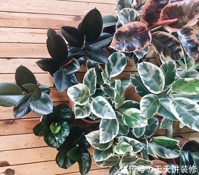  植物|客厅养一盆“这样的”橡皮树，逼格立马提升